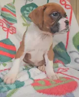 Dexter, a male Boxer for sale in Wakeman, OH – 4 of 6