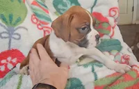 Daffodil, a male Boxer for sale in Wakeman, OH – 4 of 4