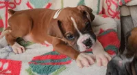 Duke, a male Boxer for sale in Wakeman, OH – 3 of 4