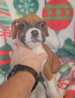 Dexter, a male Boxer for sale in Wakeman, OH – 3 of 6