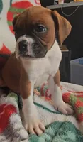 Dexter, a male Boxer for sale in Wakeman, OH – 6 of 6