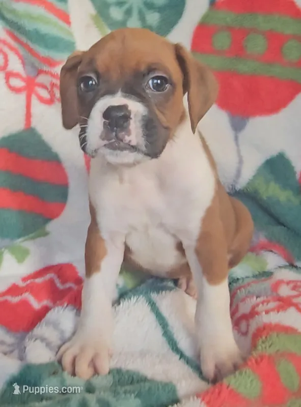 Dexter – Boxer puppy for sale in Wakeman, OH