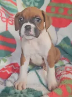 Dexter, a male Boxer for sale in Wakeman, OH – 1 of 6