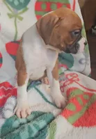 Dexter, a male Boxer for sale in Wakeman, OH – 2 of 6