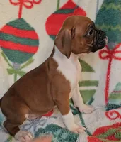 Dahlia, a female Boxer for sale in Wakeman, OH – 7 of 8