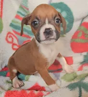 Delilah, a male Boxer for sale in Wakeman, OH – 3 of 4