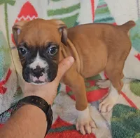 Danny, a female Boxer for sale in Wakeman, OH – 2 of 5