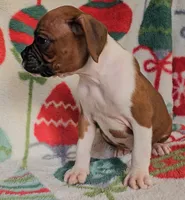 Dahlia, a female Boxer for sale in Wakeman, OH – 3 of 8