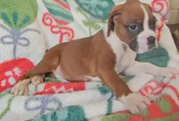 Daffodil, a male Boxer for sale in Wakeman, OH – 2 of 4