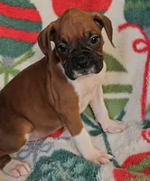 Dahlia, a female Boxer for sale in Wakeman, OH – 5 of 8
