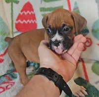 Danny, a female Boxer for sale in Wakeman, OH – 4 of 5