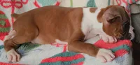 Duke, a male Boxer for sale in Wakeman, OH – 2 of 4