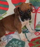 Dahlia, a female Boxer for sale in Wakeman, OH – 8 of 8