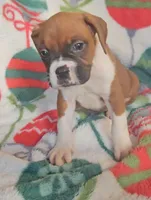 Dexter, a male Boxer for sale in Wakeman, OH – 5 of 6
