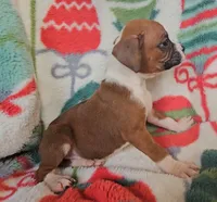 Delilah, a male Boxer for sale in Wakeman, OH – 2 of 4