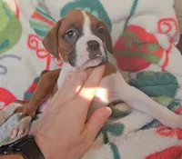 Daffodil, a male Boxer for sale in Wakeman, OH – 3 of 4