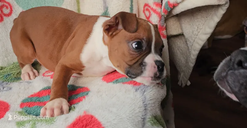 Duke – Boxer puppy for sale in Wakeman, OH