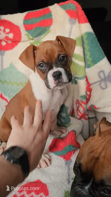 Dexter – Boxer puppy for sale in Wakeman, OH
