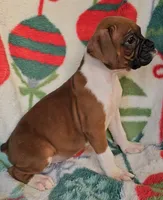 Dahlia, a female Boxer for sale in Wakeman, OH – 2 of 8