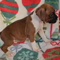 Dahlia, a female Boxer for sale in Wakeman, OH – 6 of 8