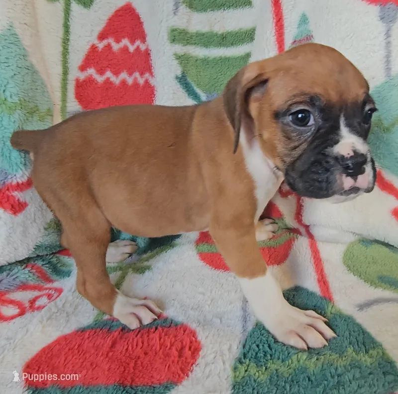 Danny – Boxer puppy for sale in Wakeman, OH