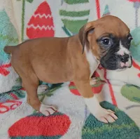 Danny, a female Boxer for sale in Wakeman, OH – 1 of 5