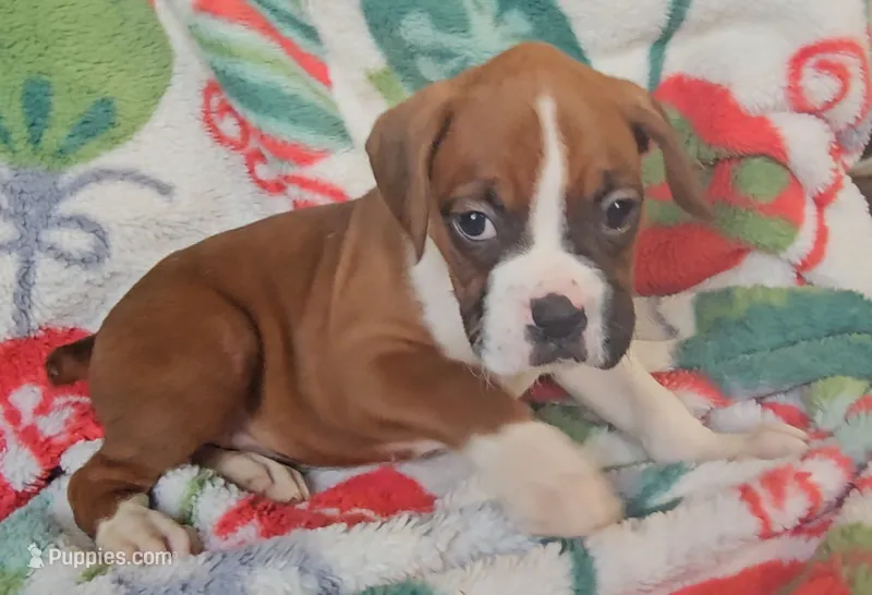 Daffodil – Boxer puppy for sale in Wakeman, OH