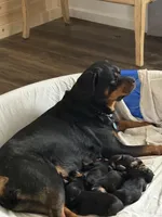 Green boy, a male Rottweiler for sale in Stilesville, IN – Photo 3 of 10