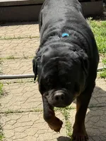 Green boy, a male Rottweiler for sale in Stilesville, IN – Photo 7 of 10