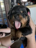 Green boy, a male Rottweiler for sale in Stilesville, IN – Photo 6 of 10
