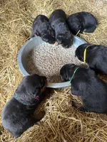 Green boy, a male Rottweiler for sale in Stilesville, IN – Photo 8 of 10