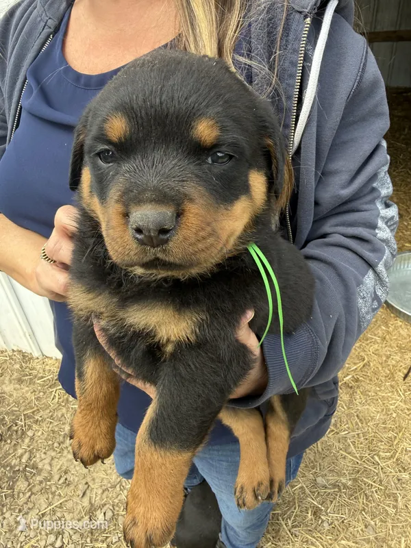 Green boy, a male Rottweiler for sale in Stilesville, IN – Photo 1 of 10