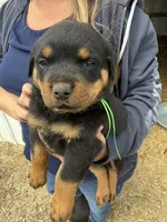 Green boy, a male Rottweiler for sale in Stilesville, IN – Photo 1 of 10