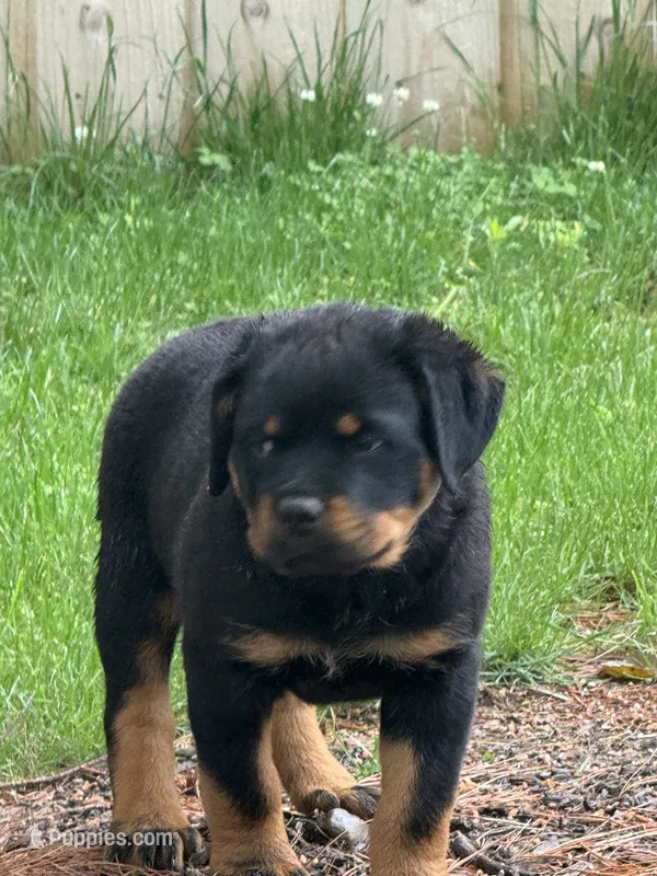 Green boy – Rottweiler puppy for sale in Stilesville, IN