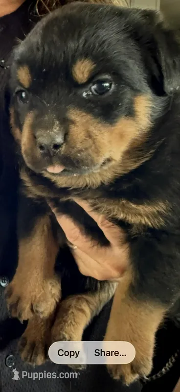 Pinky girl  – Rottweiler puppy for sale in Stilesville, IN