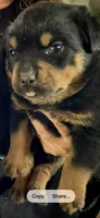 Pinky girl , a female Rottweiler for sale in Stilesville, IN – Photo 1 of 6