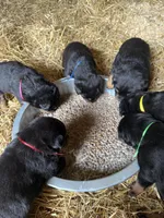 Pinky girl , a female Rottweiler for sale in Stilesville, IN – Photo 2 of 6