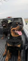 Pinky girl , a female Rottweiler for sale in Stilesville, IN – Photo 6 of 6
