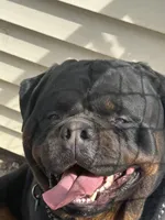 Pinky girl , a female Rottweiler for sale in Stilesville, IN – Photo 5 of 6