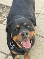 Pinky girl , a female Rottweiler for sale in Stilesville, IN – Photo 4 of 6