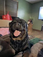 Red boy, a male Rottweiler for sale in Stilesville, IN – Photo 4 of 6