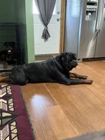 Red boy, a male Rottweiler for sale in Stilesville, IN – Photo 6 of 6