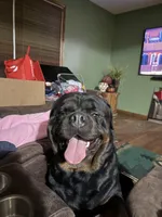 Red boy, a male Rottweiler for sale in Stilesville, IN – Photo 5 of 6