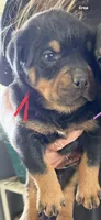 Red boy, a male Rottweiler for sale in Stilesville, IN – Photo 1 of 6