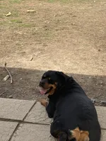 Blue boy, a male Rottweiler for sale in Stilesville, IN – Photo 5 of 7