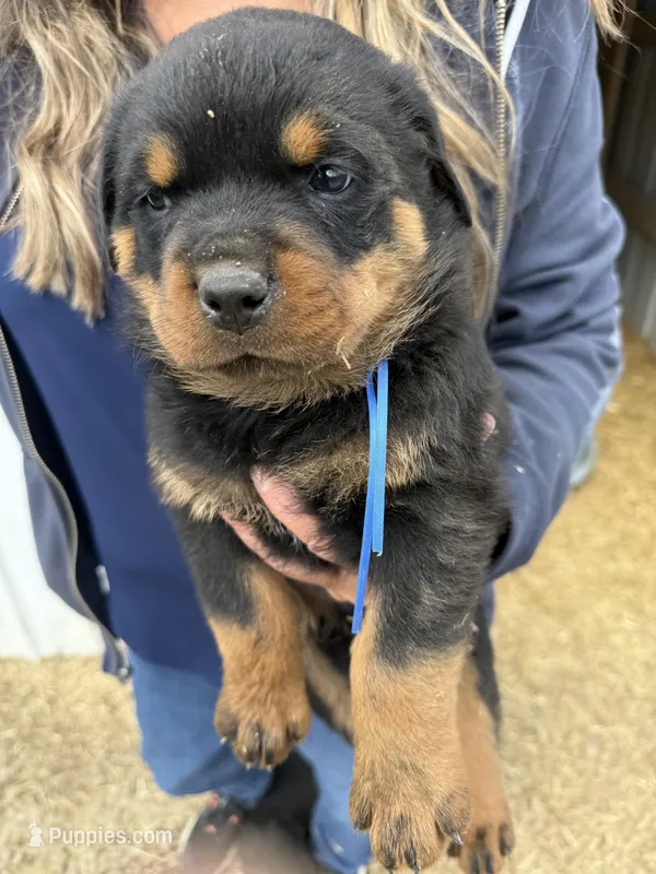 Blue boy – Rottweiler puppy for sale in Stilesville, IN
