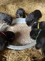 Blue boy, a male Rottweiler for sale in Stilesville, IN – Photo 6 of 7