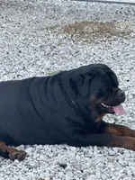 Yellow girl , a female Rottweiler for sale in Stilesville, IN – Photo 4 of 7