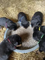 Yellow girl , a female Rottweiler for sale in Stilesville, IN – Photo 5 of 7