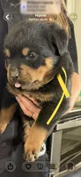 Yellow girl , a female Rottweiler for sale in Stilesville, IN – Photo 6 of 7